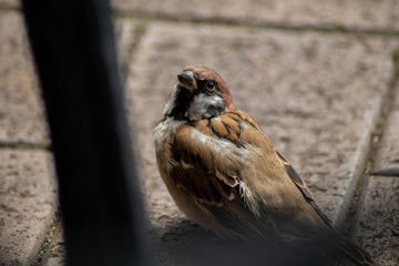 Sparrow