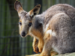 Fototapeta premium Portrait of a Kangaroo