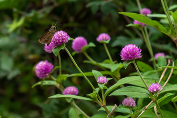 Obraz na płótnie Canvas Butterfly on a Flower