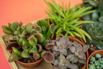 Cactus in a wooden box on a pink table