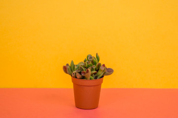 The cactus stands in a pot on a yellow background