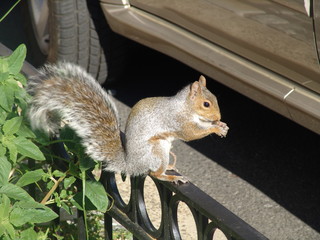 Squirrel