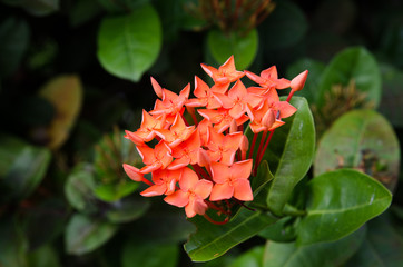 Red needles in the garden.