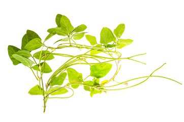Shoots of green pod bean
