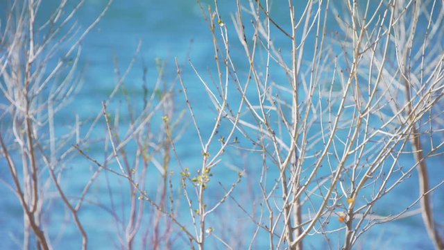 Close up of leafless trees near river outdoors in Zion National Park Utah