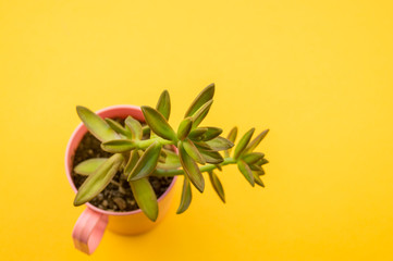 One cactus stands in pink cup on yellow background