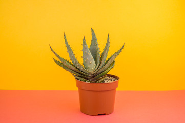 Cactus aloe on a yellow background