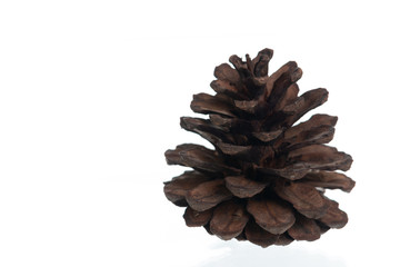 Pine cone on white background