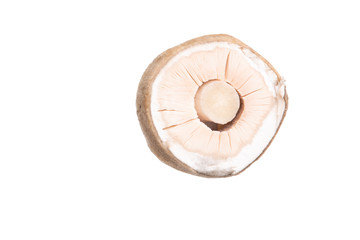 straw mushroom isolated on white