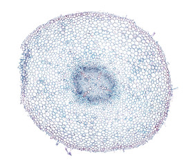 ranunculus stem - cross section cut under the microscope – microscopic view of plant cells for...