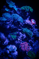 Coral background