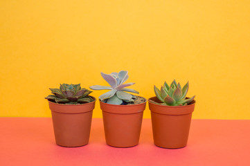 lot of cactus in pots stands on a pink background