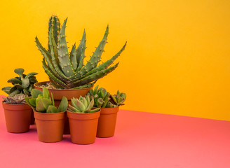 lot of cactus in pots stands on a pink background
