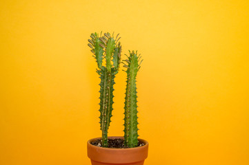 Cactus spurge on a yellow background