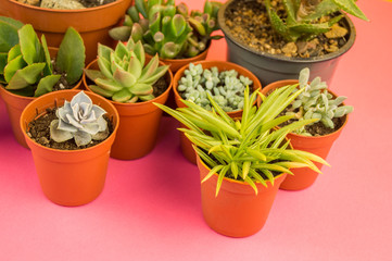 lot of cactus in pots stands on a pink background