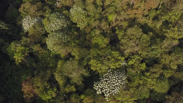 Flying over the canopy of montane rainforest on a misty day at the Los Cedros Biological Reserve, western Ecuador. The silver leaved trees are Cecropia.