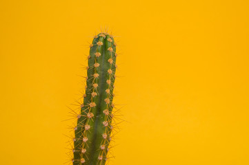 The cactus stands in a pot on a yellow background