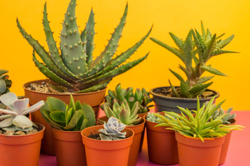 lot of cactus in pots stands on a pink background