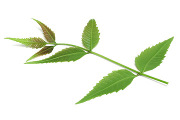 Naklejka na ściany i meble Medicinal herbal Neem leaves used in ayurvedic alternative herbal medicine