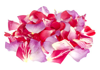 Rose petals on light background