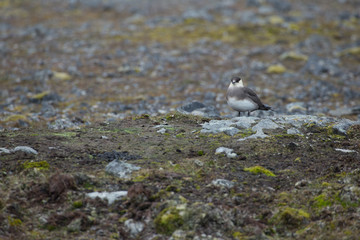 Parasitic jaeger. Stercorarius parasiticus.