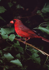 Northern Cardinal (Cardinalis Cardinalis)