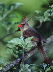 Northern Cardinal (Cardinalis Cardinalis)