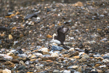 Parasitic jaeger. Stercorarius parasiticus.