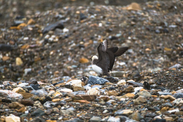 Parasitic jaeger. Stercorarius parasiticus.