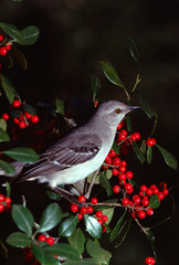Northern Mockingbird (Mimus Polyglottos)