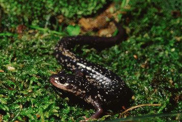 Northern Slimy Salamander (Plethodon Glutinosus)