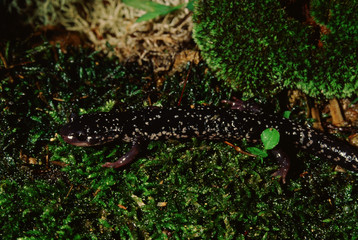 Northern Slimy Salamander (Plethodon Glutinosus)