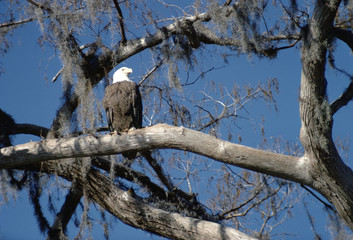 Bald Eagle (Haliaeetus Leucocephalus)