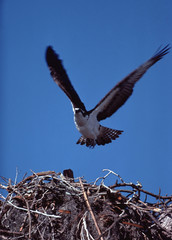 Osprey (Pandion Haliaetus)