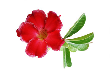 red desert rose flower isolated on white background