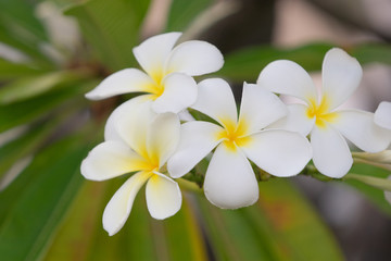 Fototapeta na wymiar Hawaiian flower