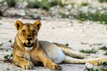young lioness