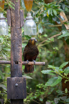 Kea parrot perched under a water feeder in New Zealand
