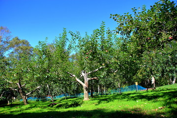 Obraz na płótnie Canvas 北海道、札幌のリンゴ園の風景