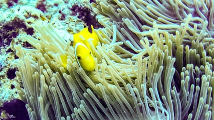 Naklejka na ściany i meble Anemonefish hiding in its anemone, Maldives.