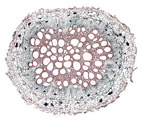 tobacco root - cross section cut under the microscope – microscopic view of plant cells for...