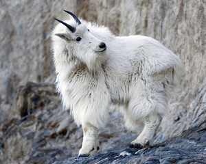 Mountain goat
