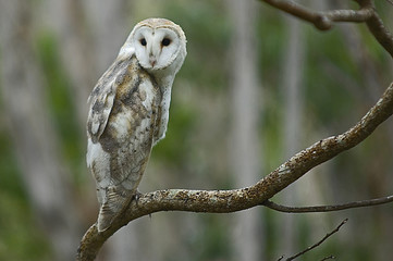 Barn Owl