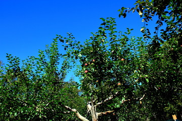 北海道、札幌のリンゴ園の風景