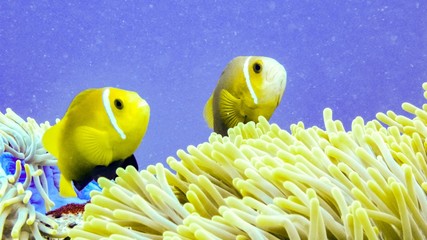 Nemo, anemonefish close up, Maldives.