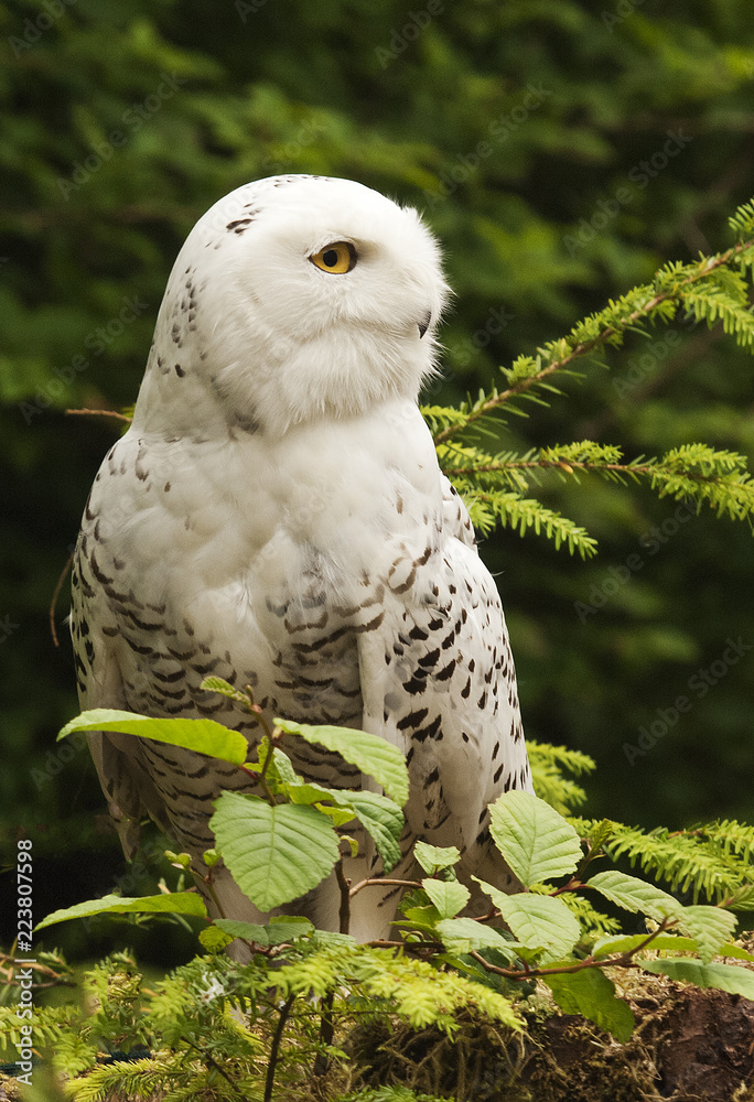 Wall mural Snowy Owl