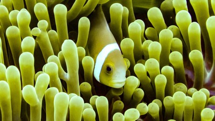 Nemo, anemonefish close up, Maldives.