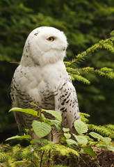 Snowy Owl