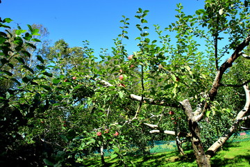 Fototapeta na wymiar 北海道、札幌のリンゴ園の風景