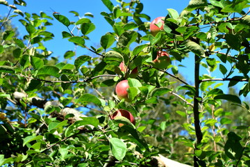 北海道、札幌のリンゴ園の風景